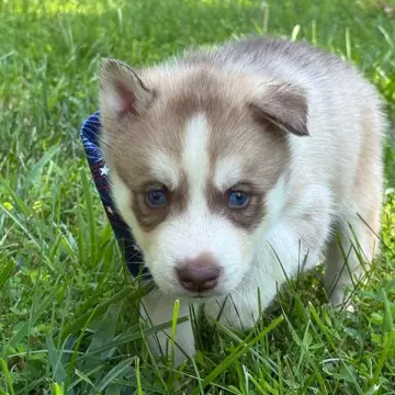 Deeks | image 4