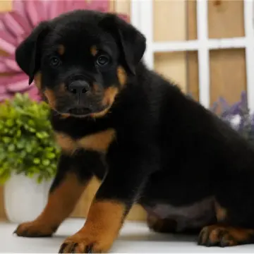 Karter | image 5