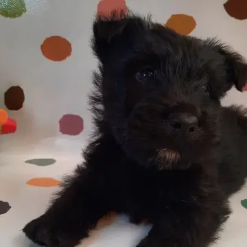 Otis | image 8