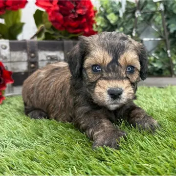 Beau | image 2