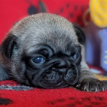 Ella | image 3