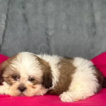 Daisy