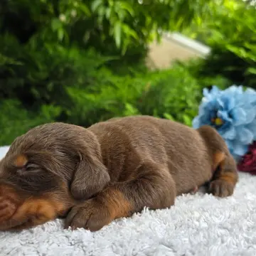 Silas