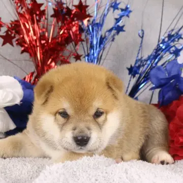 Meeko | image 3