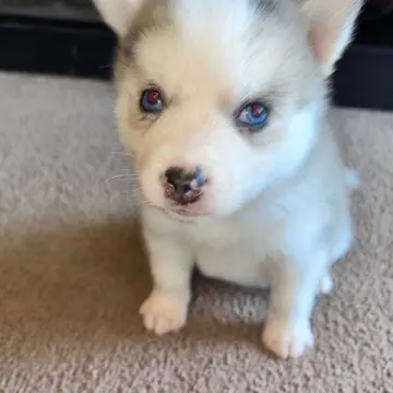 Charlie | image 2