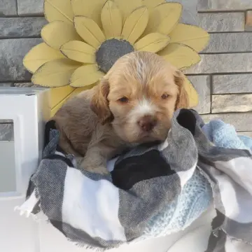 Benji