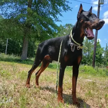 Upcoming Litter