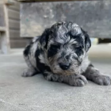 Poppy