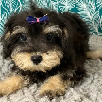Gabby | image 7