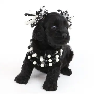Holly