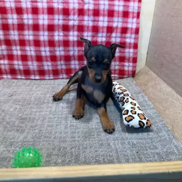 Onyx | image 2