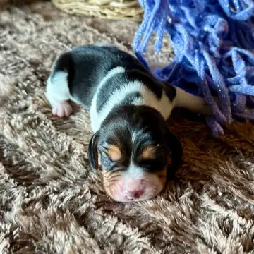 Freddie | image 6