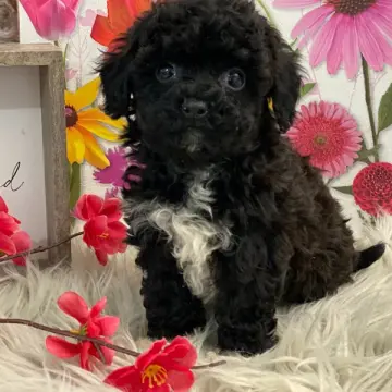 Lucy