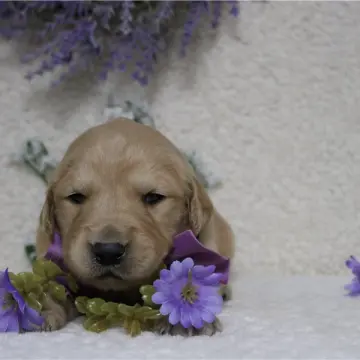 Rufus | image 2