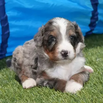 Bruno | image 2