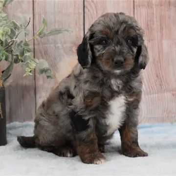 Monty | image 3