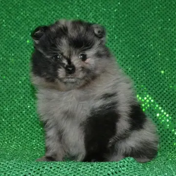Floyd
