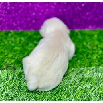 Henri | image 2