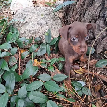Stormie | image 3