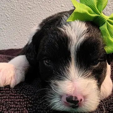 Daisy | image 7