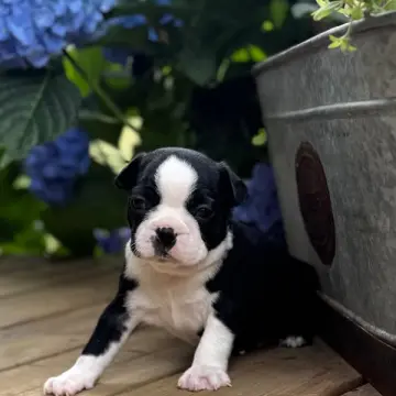 Lester