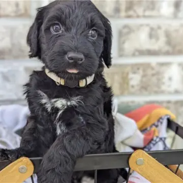Melvin | image 3