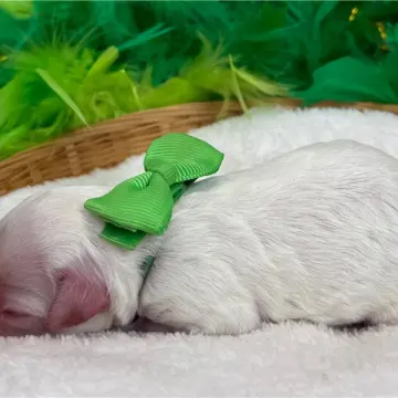 Finley | image 2