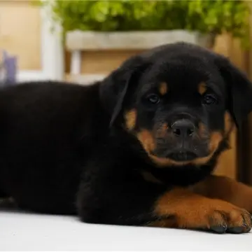 Karter | image 2