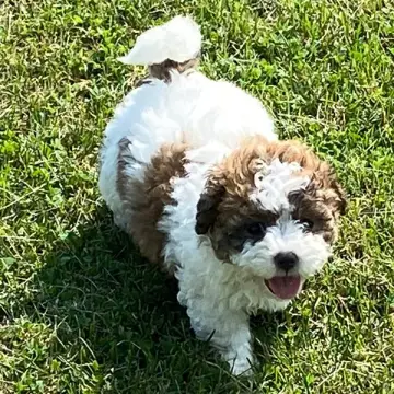 Eloise | image 2