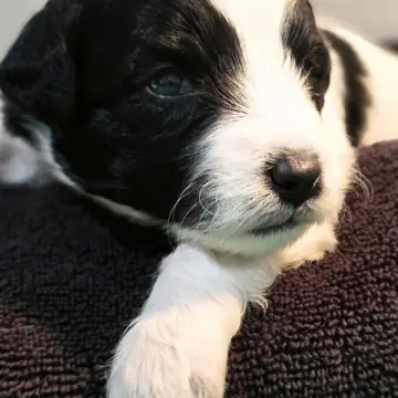 Dominic | image 3