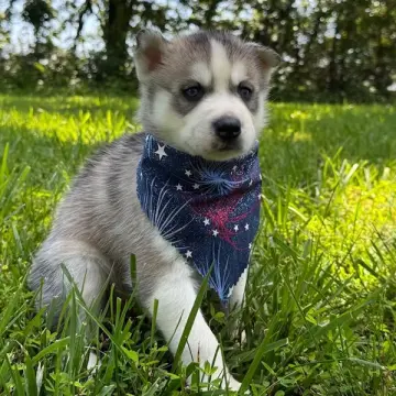 Deacon | image 4