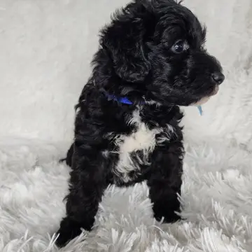 Finn | image 8