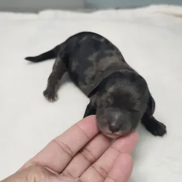 Cinnamon