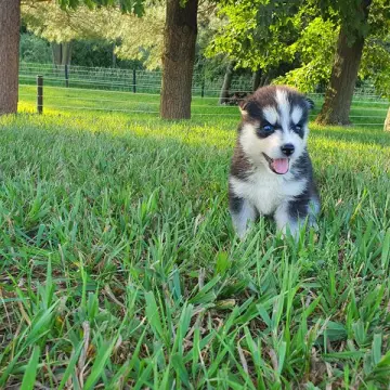 Talia | image 3