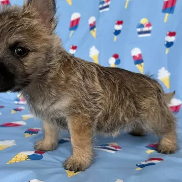 Bambi