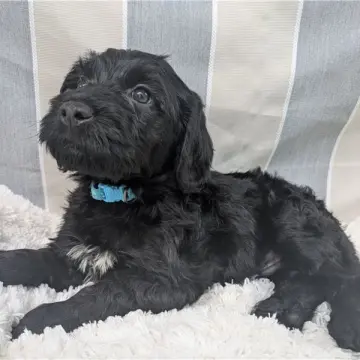 Mateo | image 3