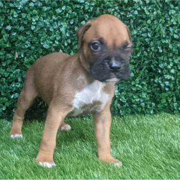 Caesar