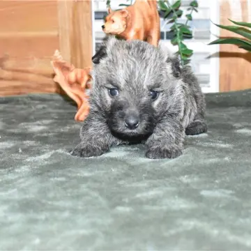 Rhett | image 4
