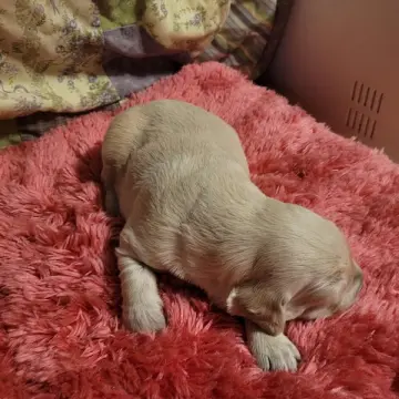 Boomer | image 4