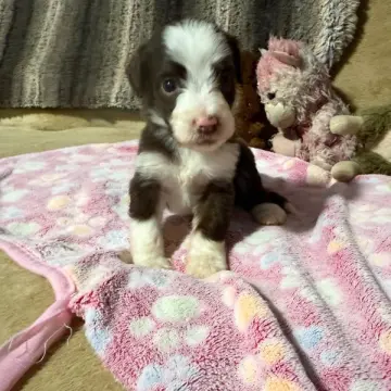 Marnie