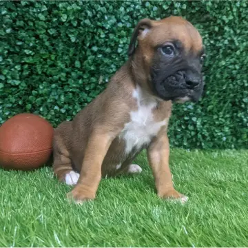 Striker | image 8