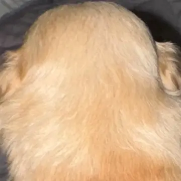 Caramel | image 3