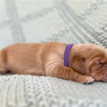 Delilah