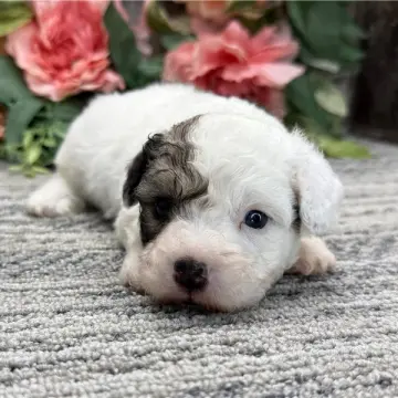 Nemo