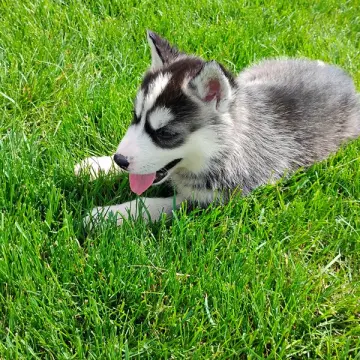 Bonnie | image 6