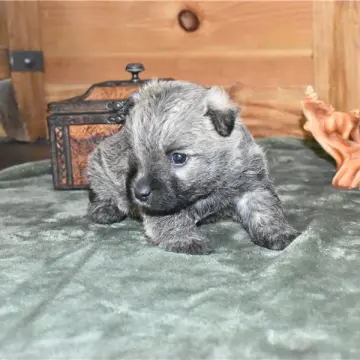 Rhett | image 5