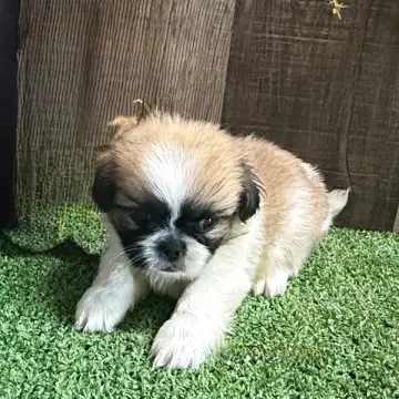 Buddy