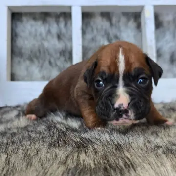 Jace | image 3