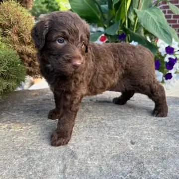 Murdock