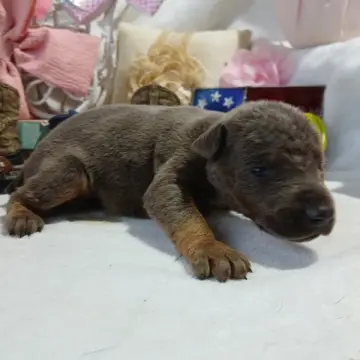 Nova